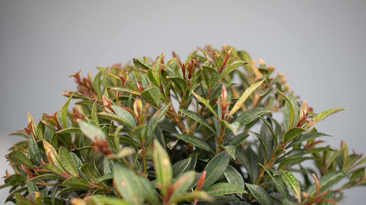 Brush Cherry