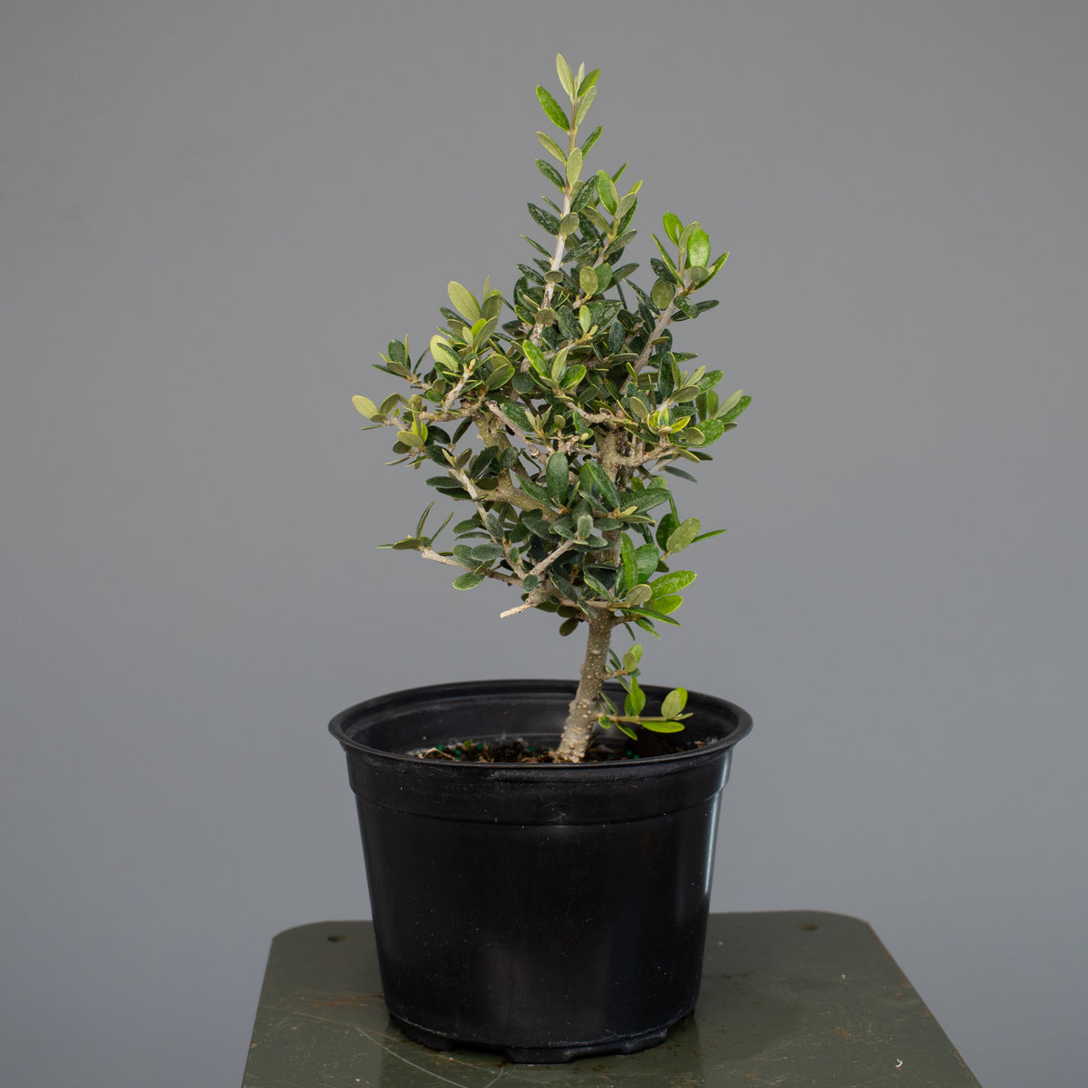European Olive