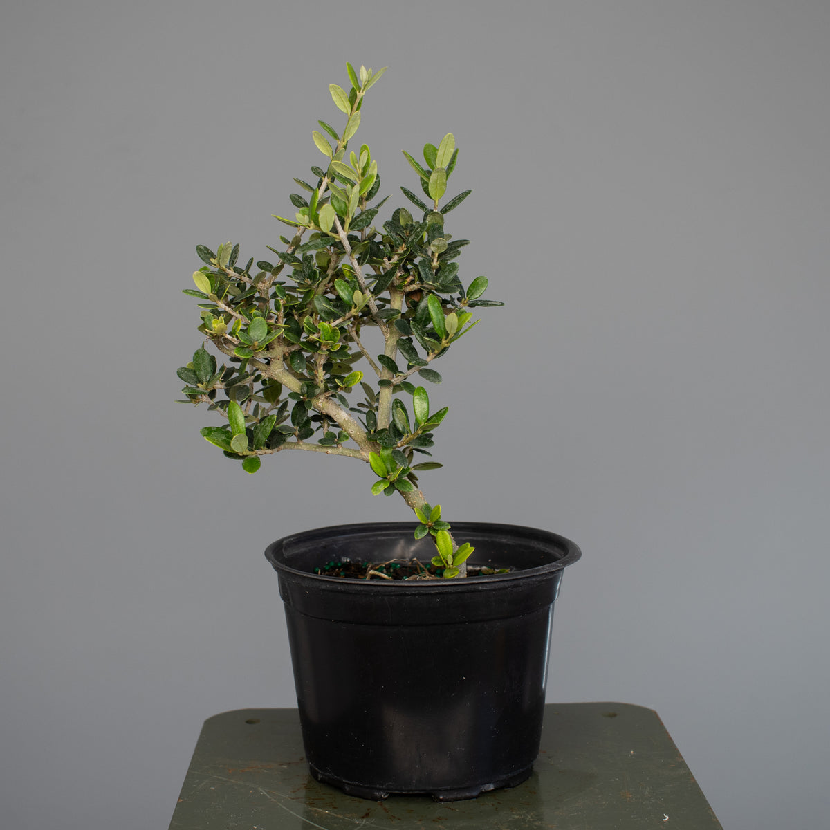 European Olive