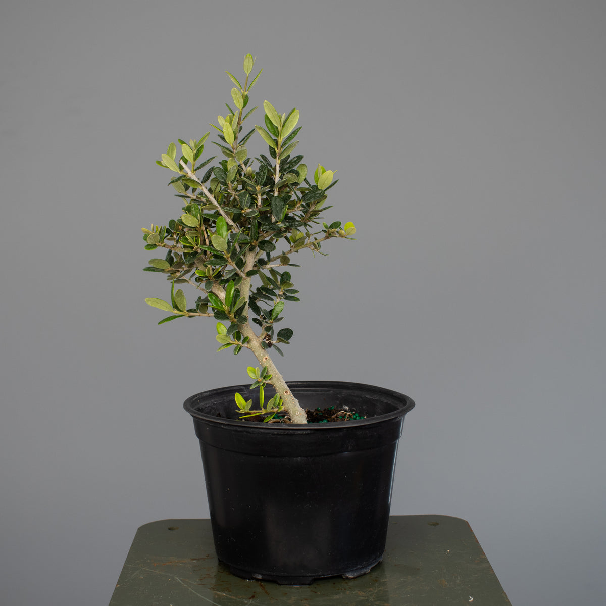 European Olive