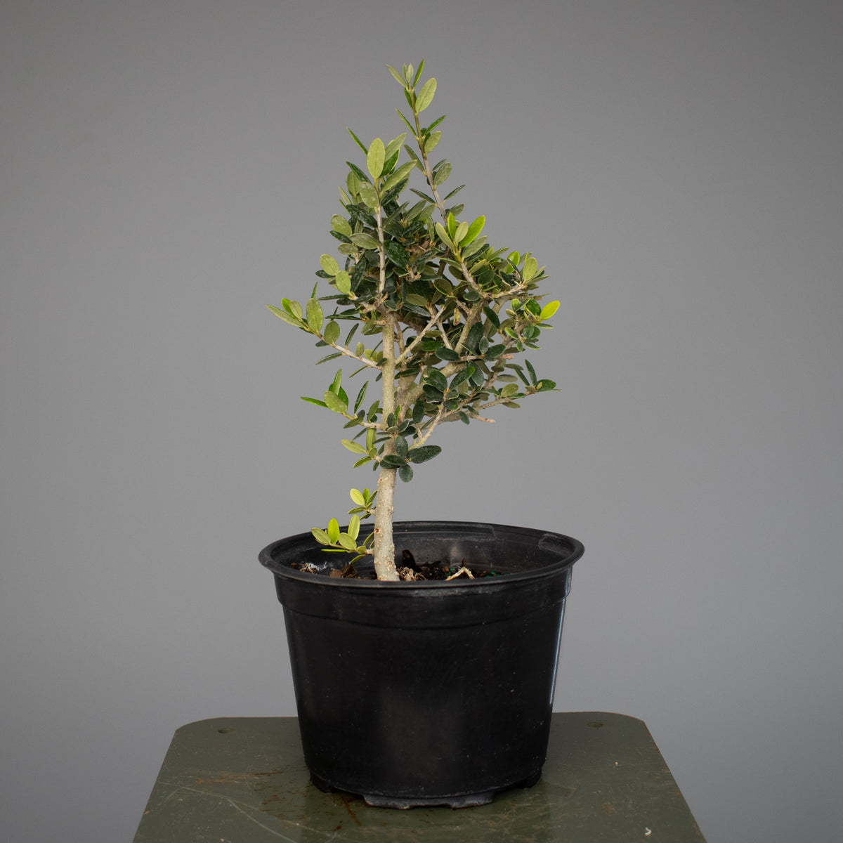 European Olive