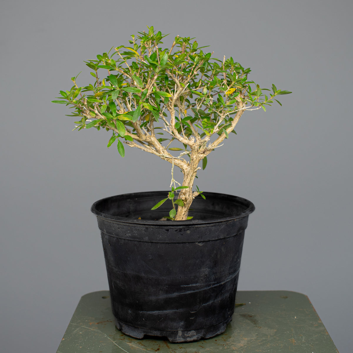 Serissa