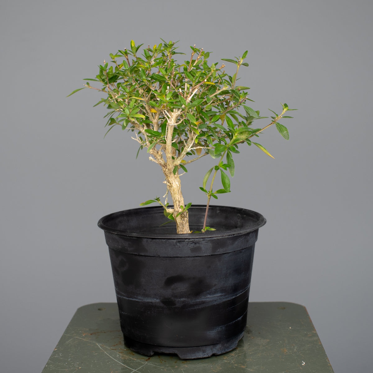 Serissa