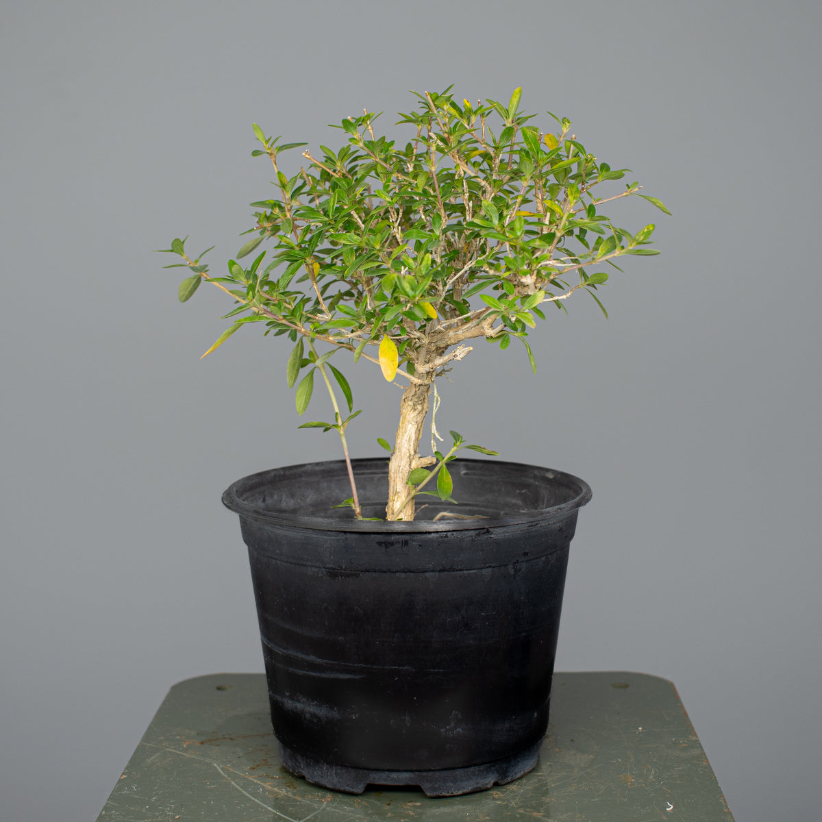 Serissa