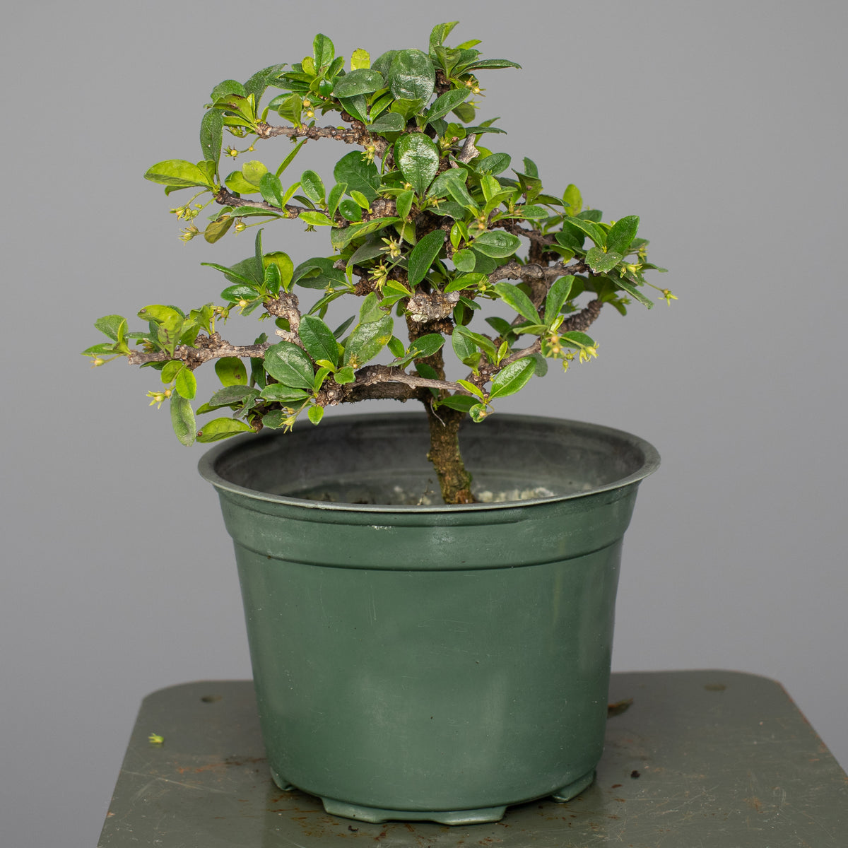 Fukien Tea