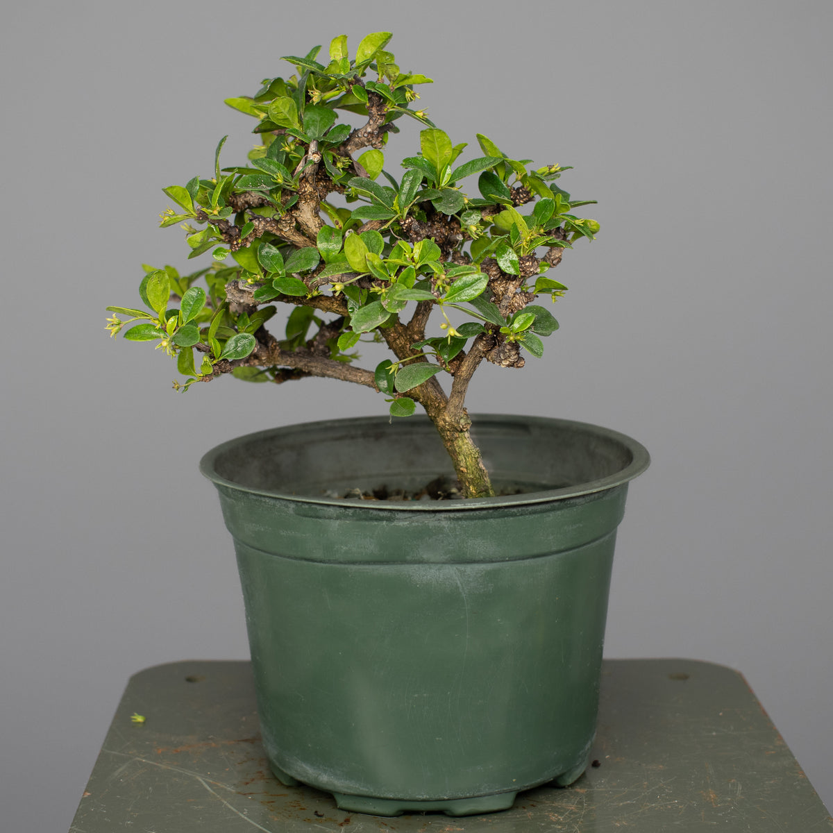 Fukien Tea