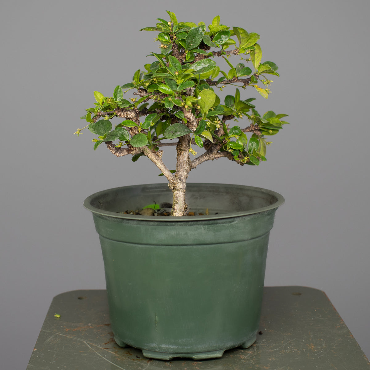 Fukien Tea