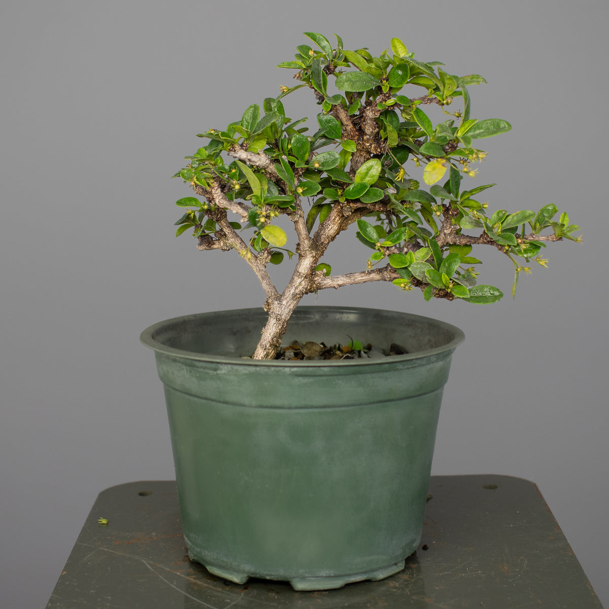 Fukien Tea