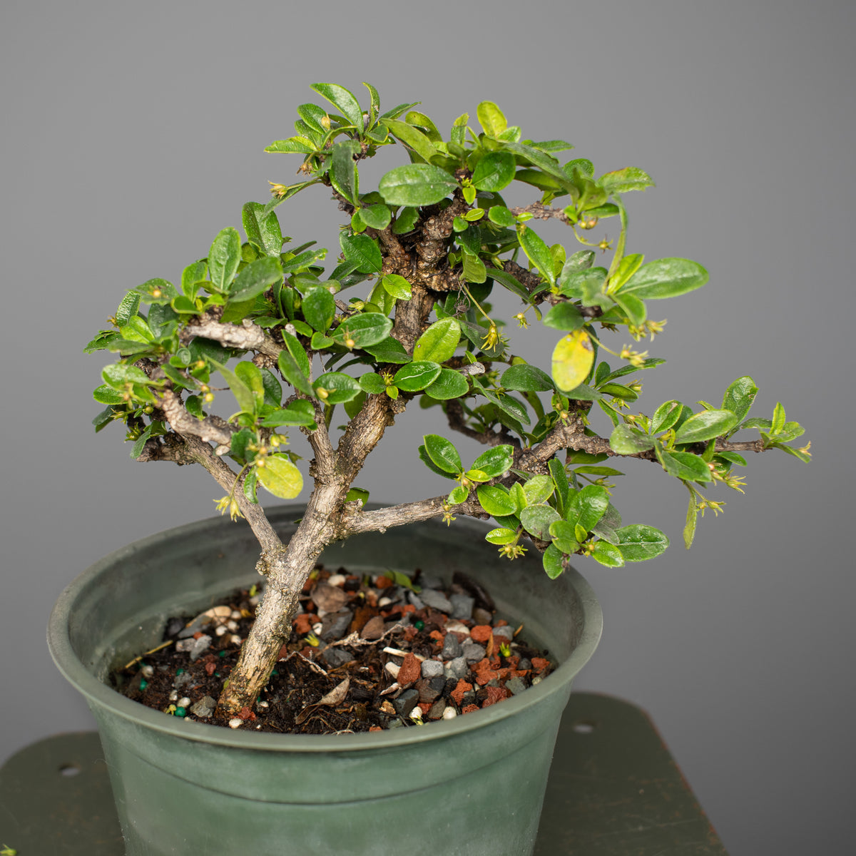 Fukien Tea