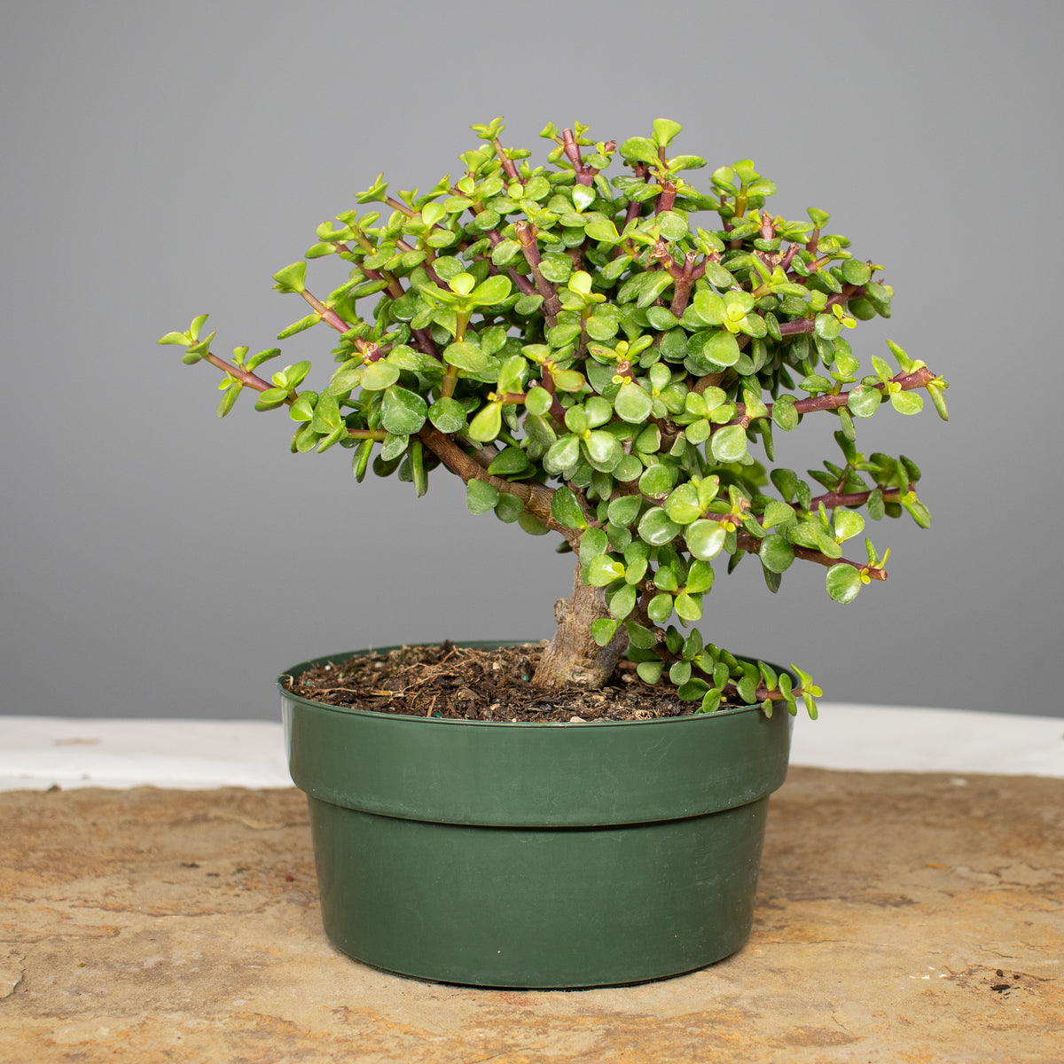 Dwarf Jade