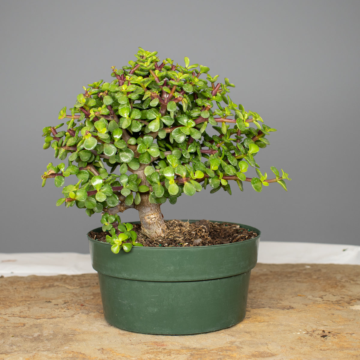 Dwarf Jade