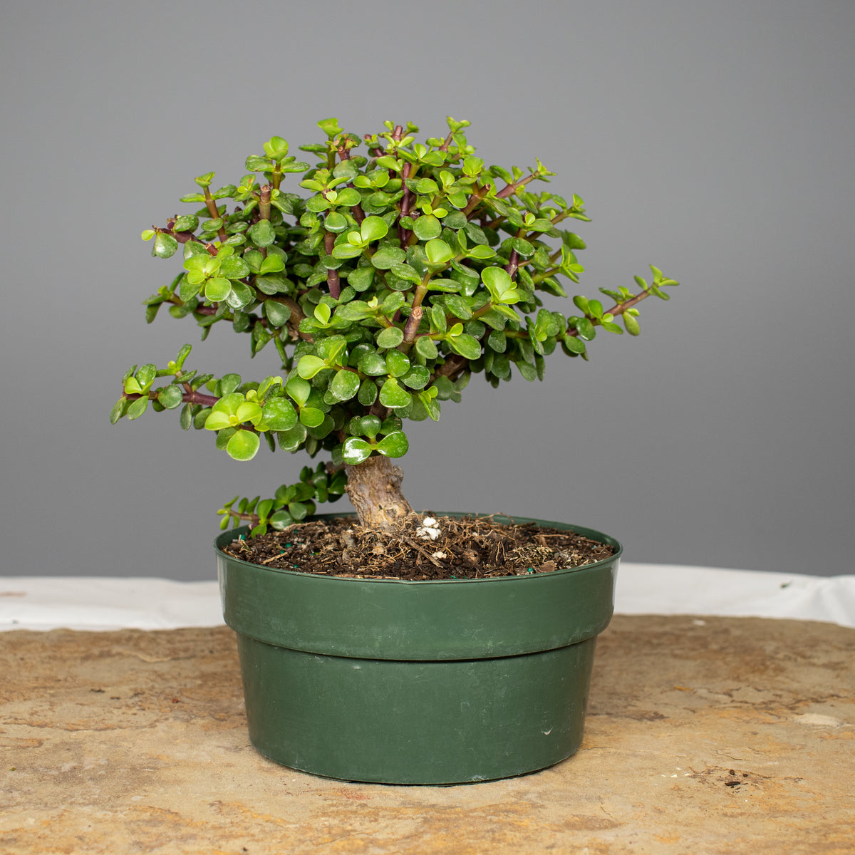 Dwarf Jade