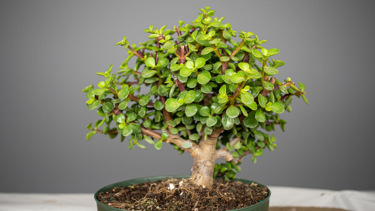 Dwarf Jade