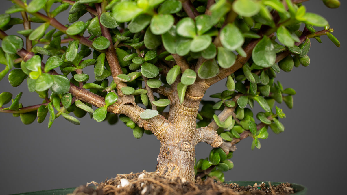 Dwarf Jade