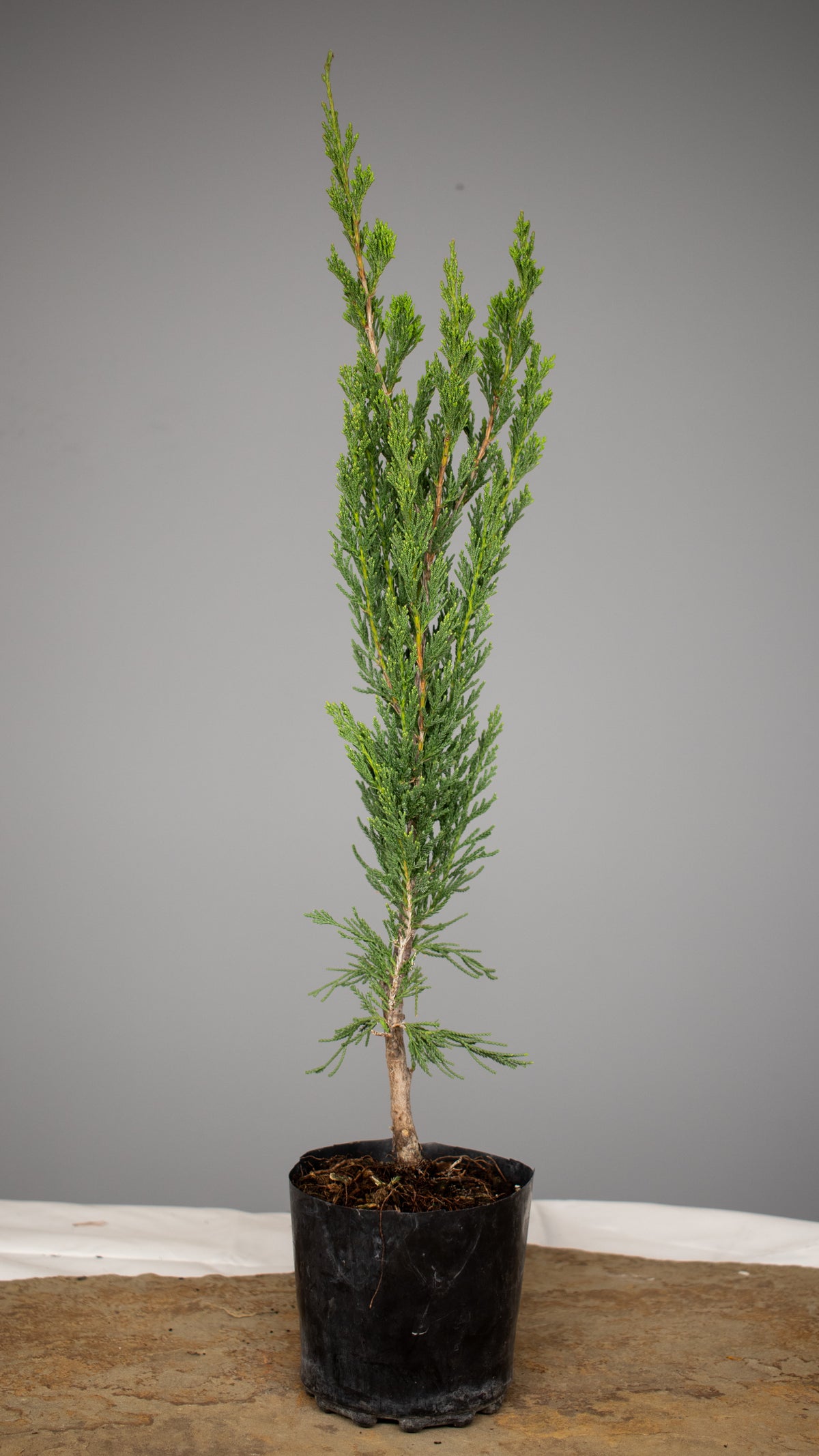 Spartan Juniper