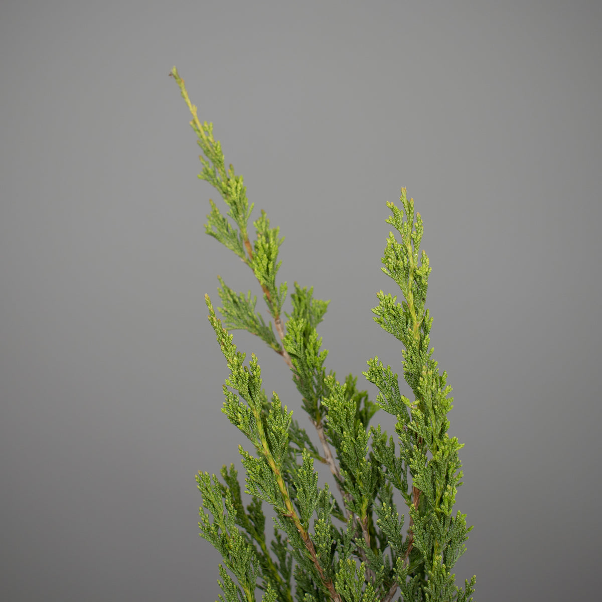 Spartan Juniper