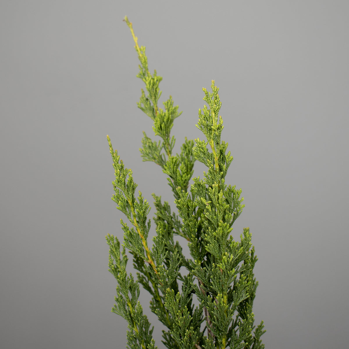 Spartan Juniper