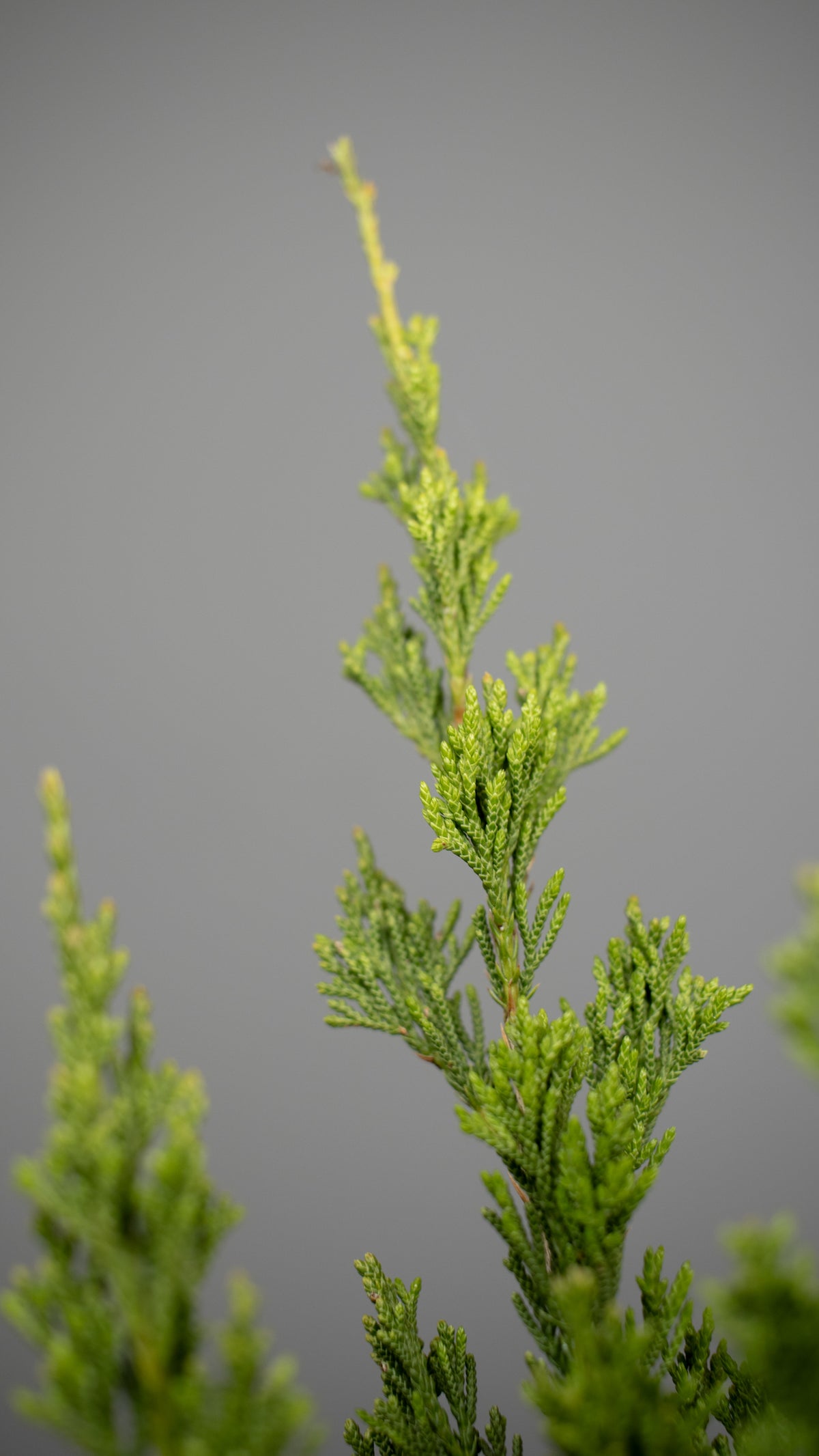 Spartan Juniper