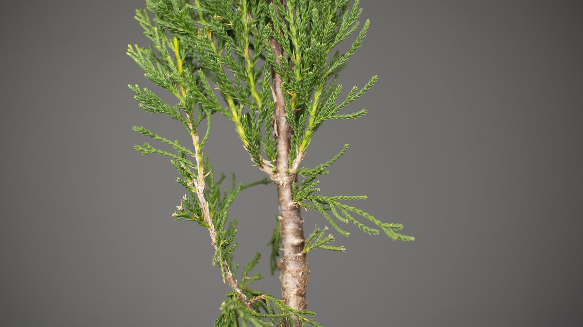 Spartan Juniper