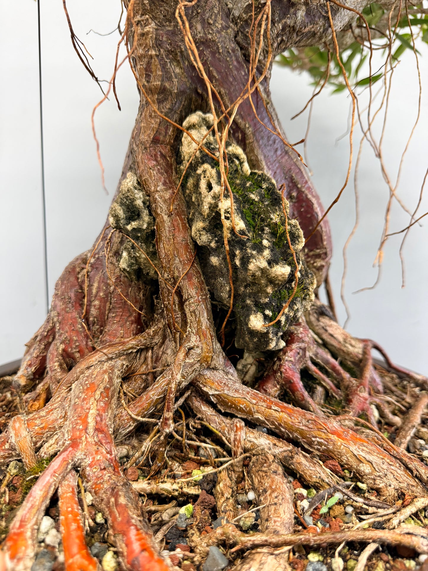 Root Over Rock Willowleaf Ficus Bonsai