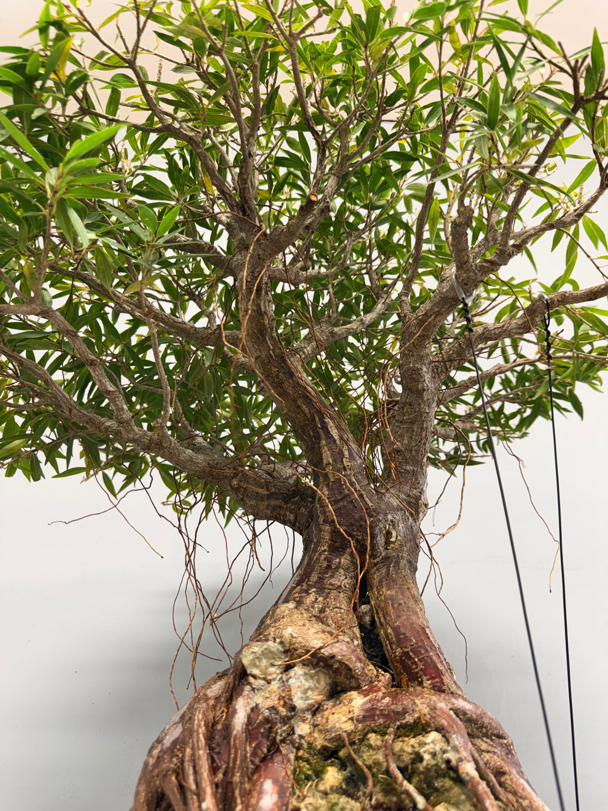 Root Over Rock Willowleaf Ficus Bonsai