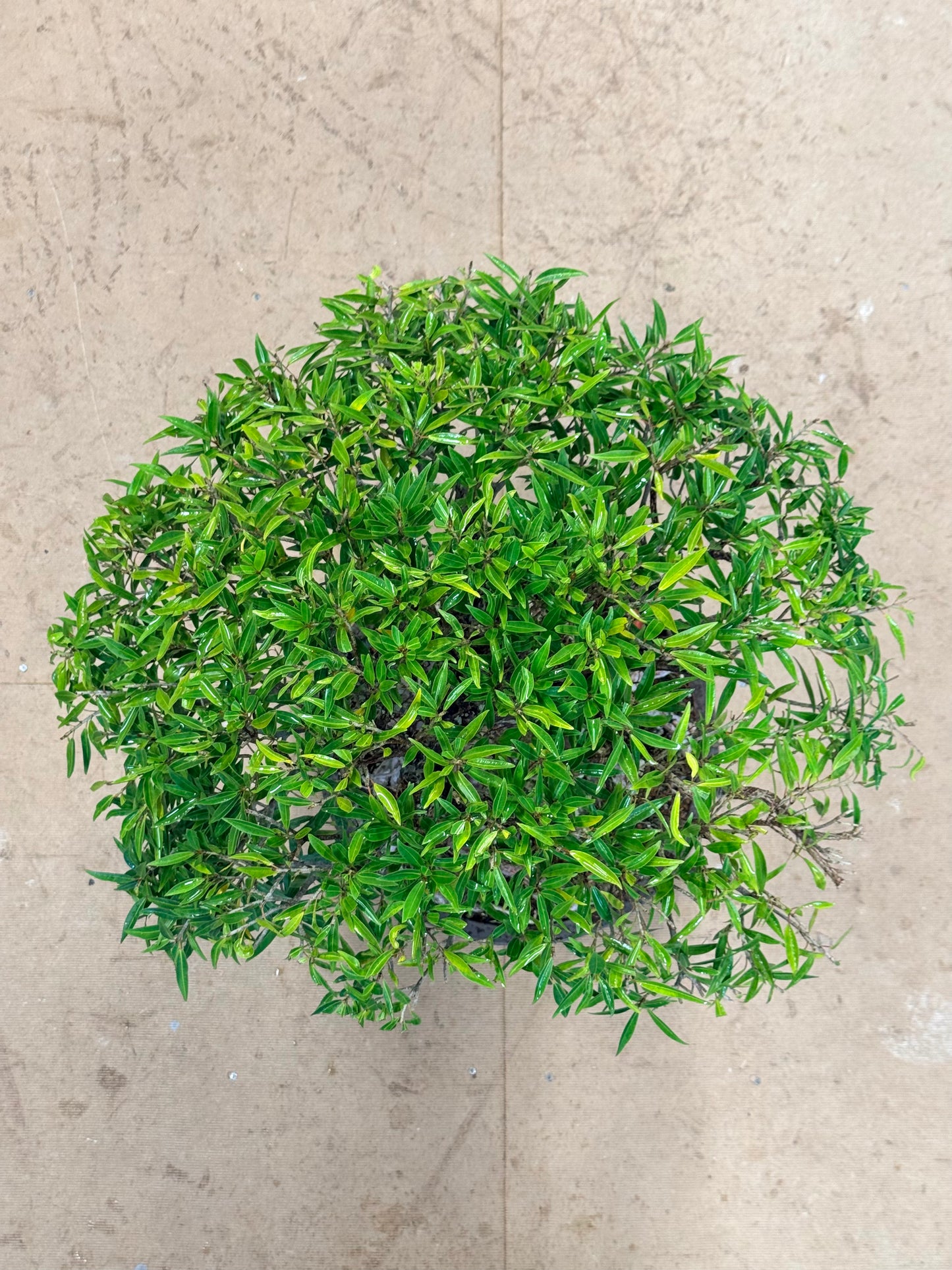 Root Over Rock Willowleaf Ficus Bonsai