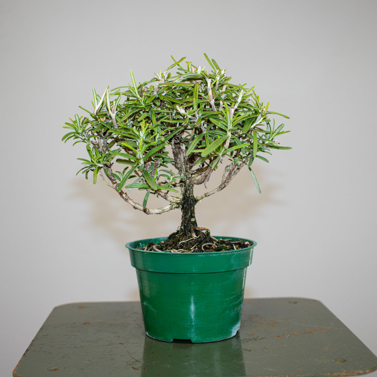Rosemary