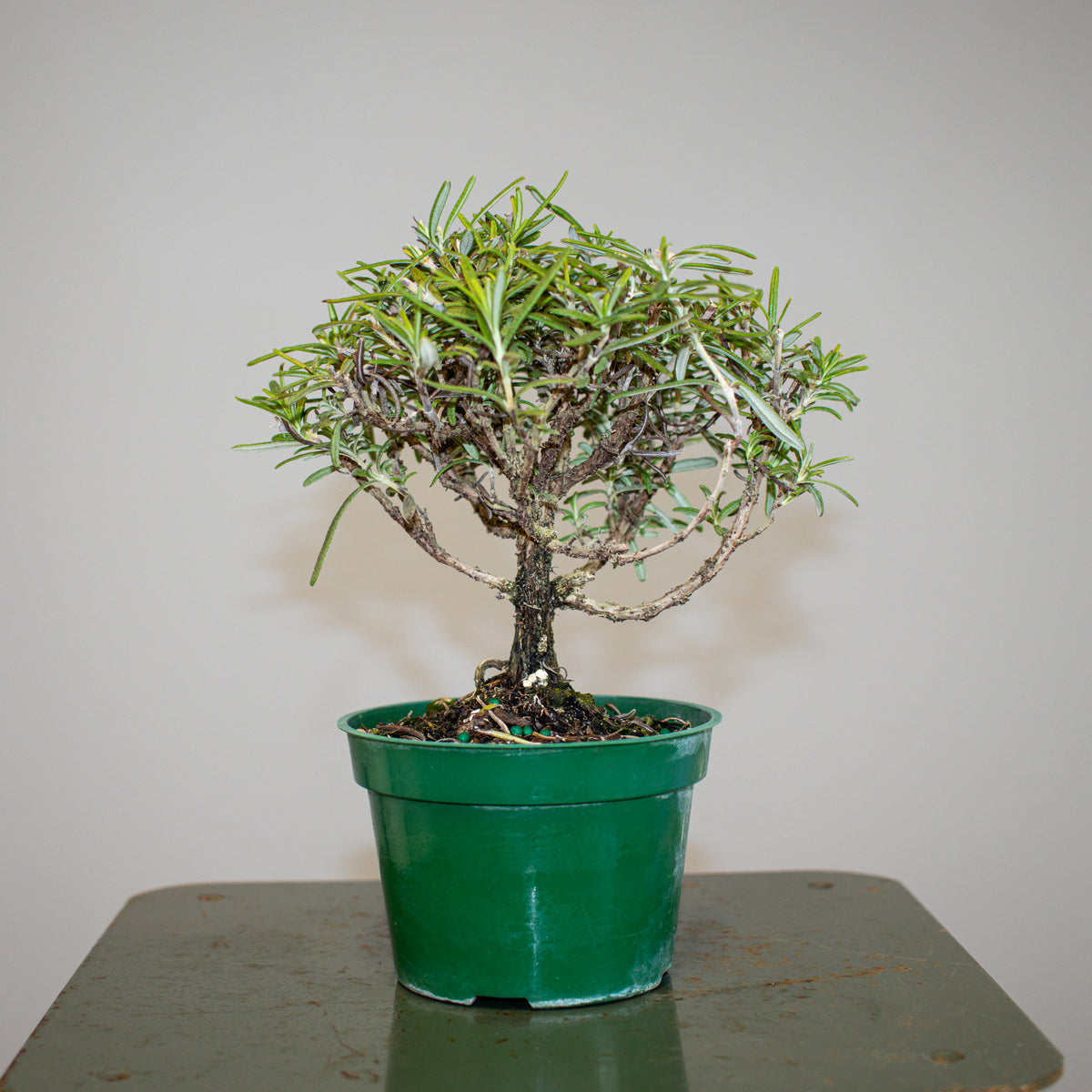 Rosemary