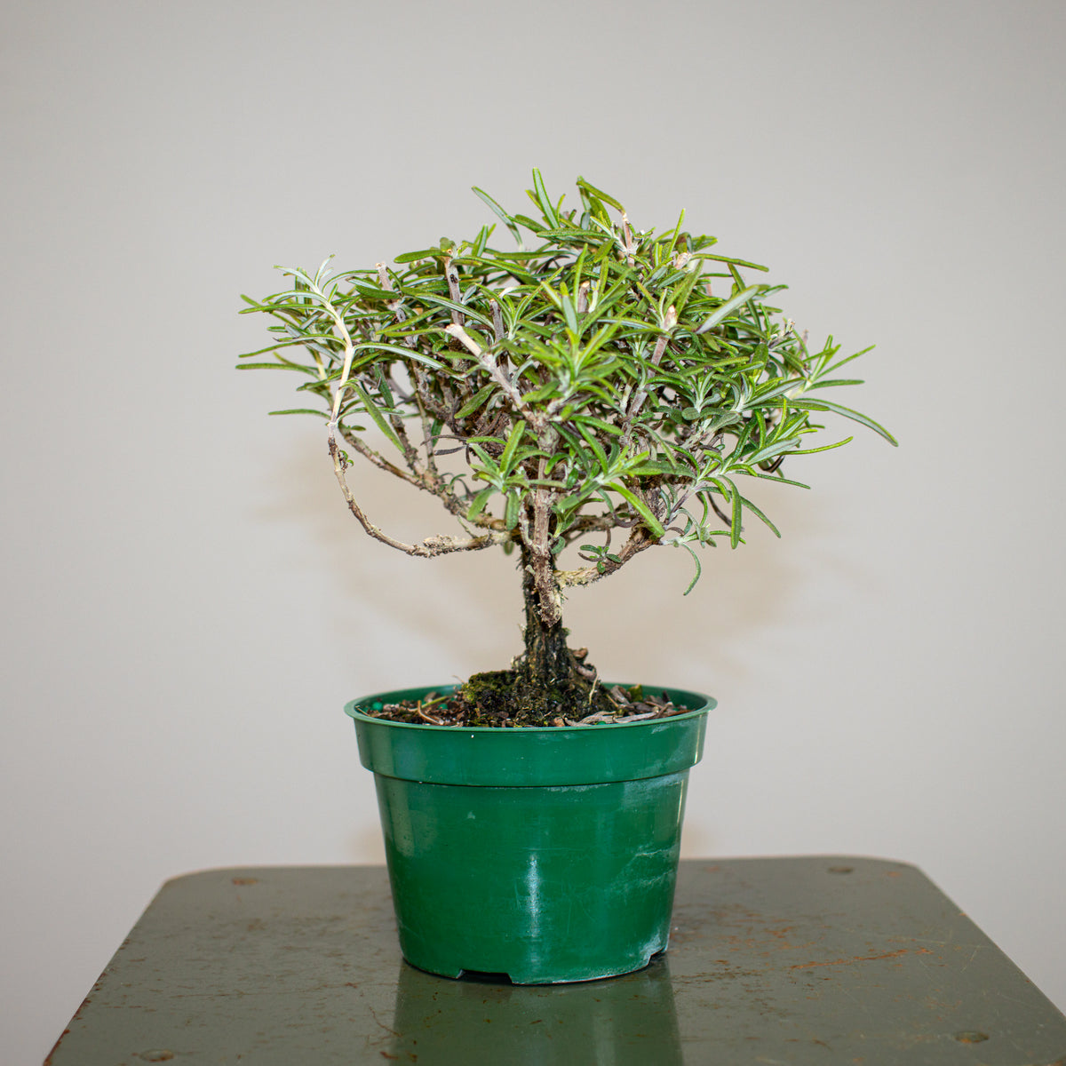 Rosemary