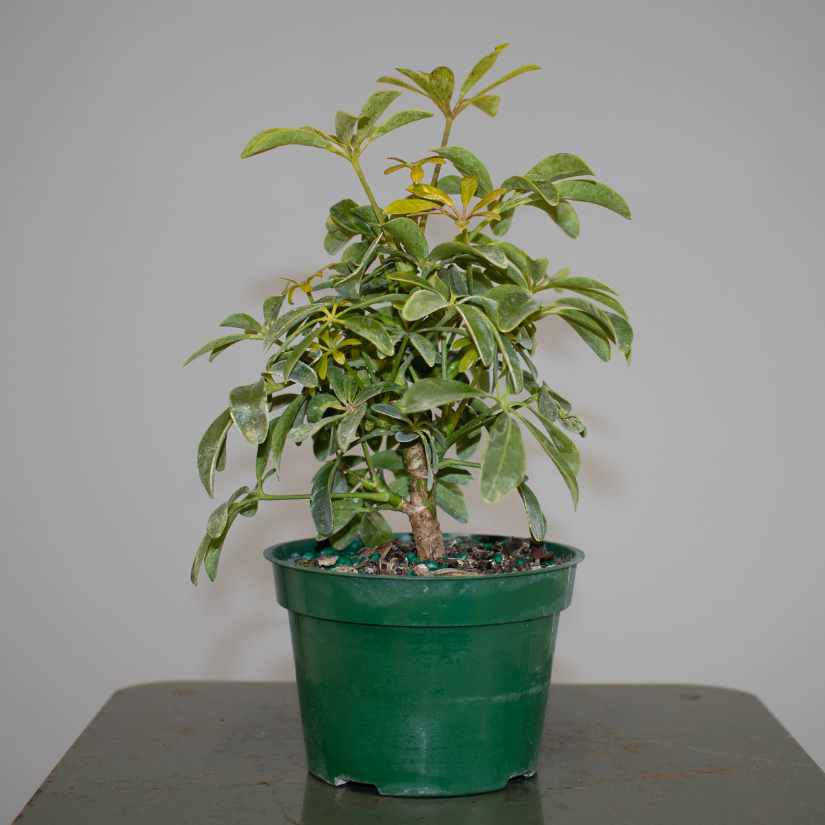 Schefflera Arboricola