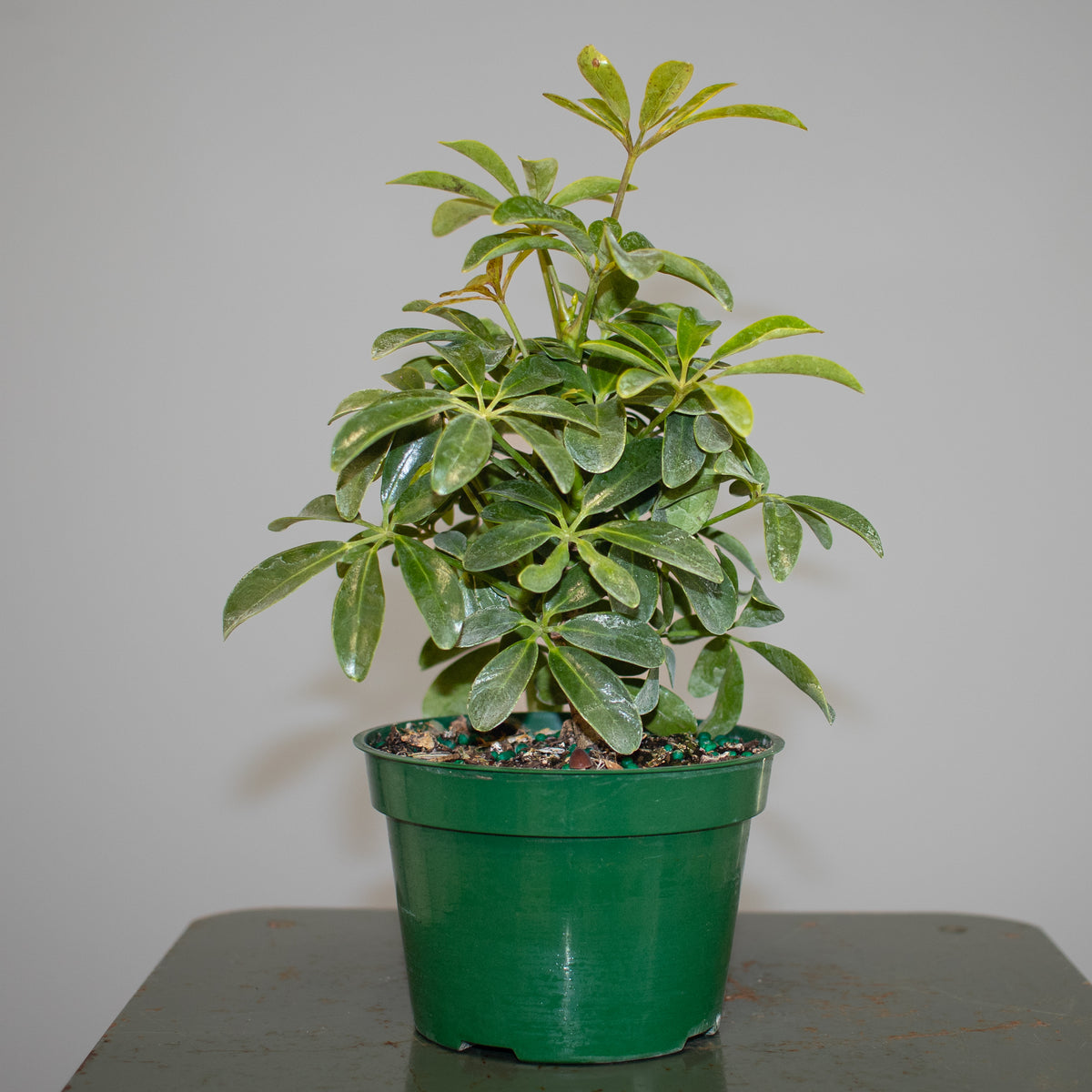 Schefflera Arboricola