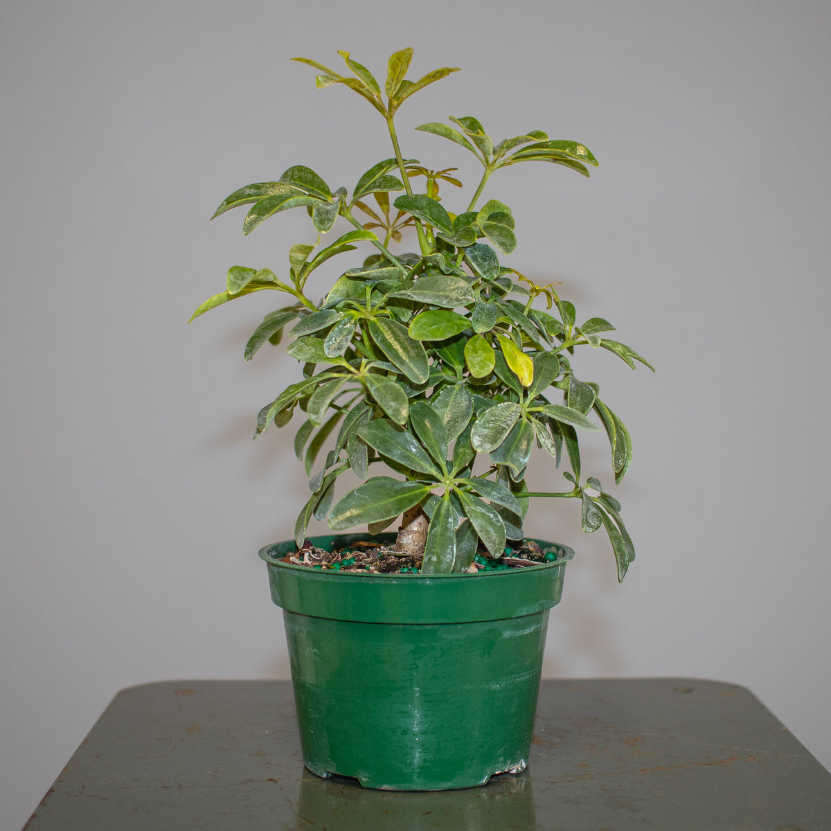 Schefflera Arboricola