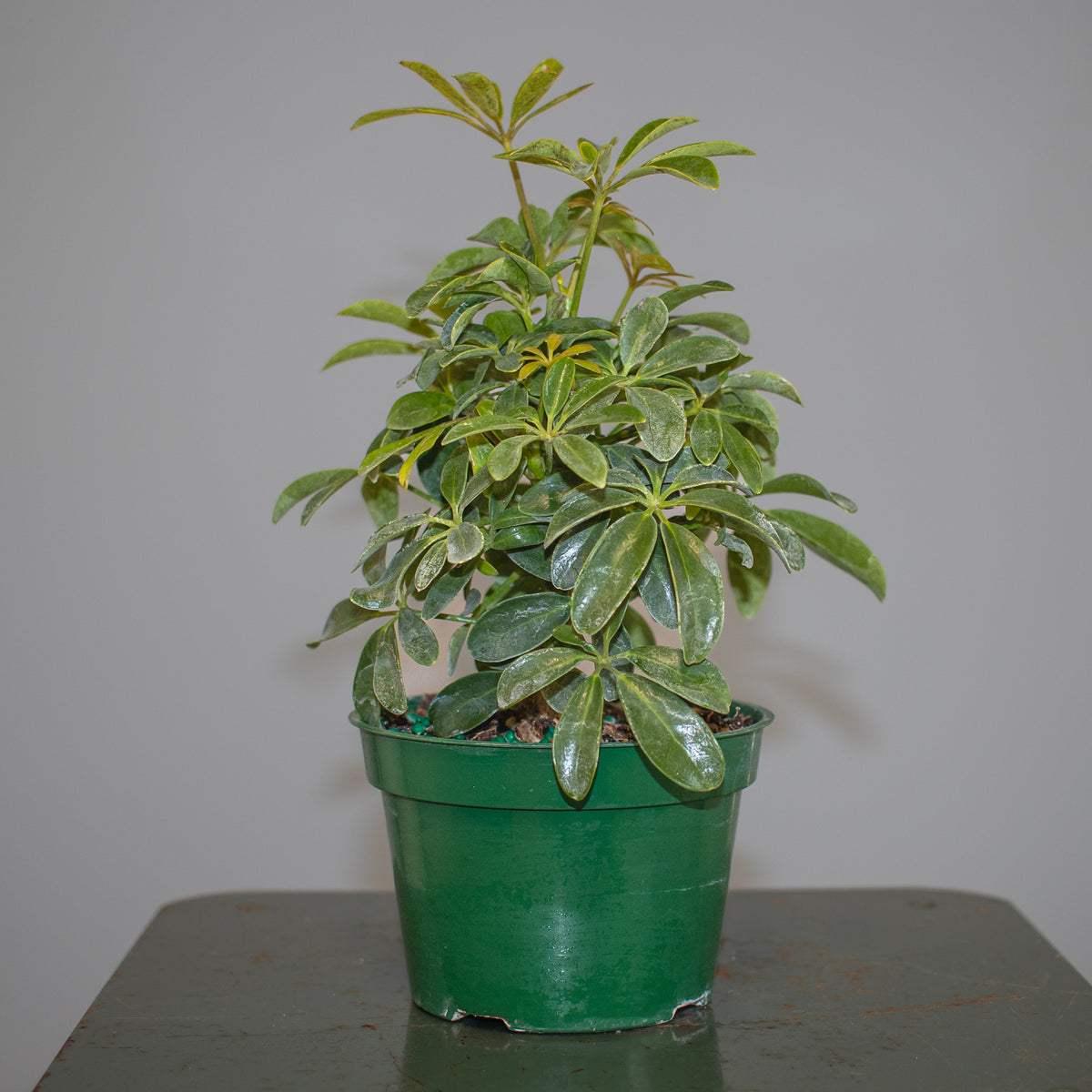 Schefflera Arboricola