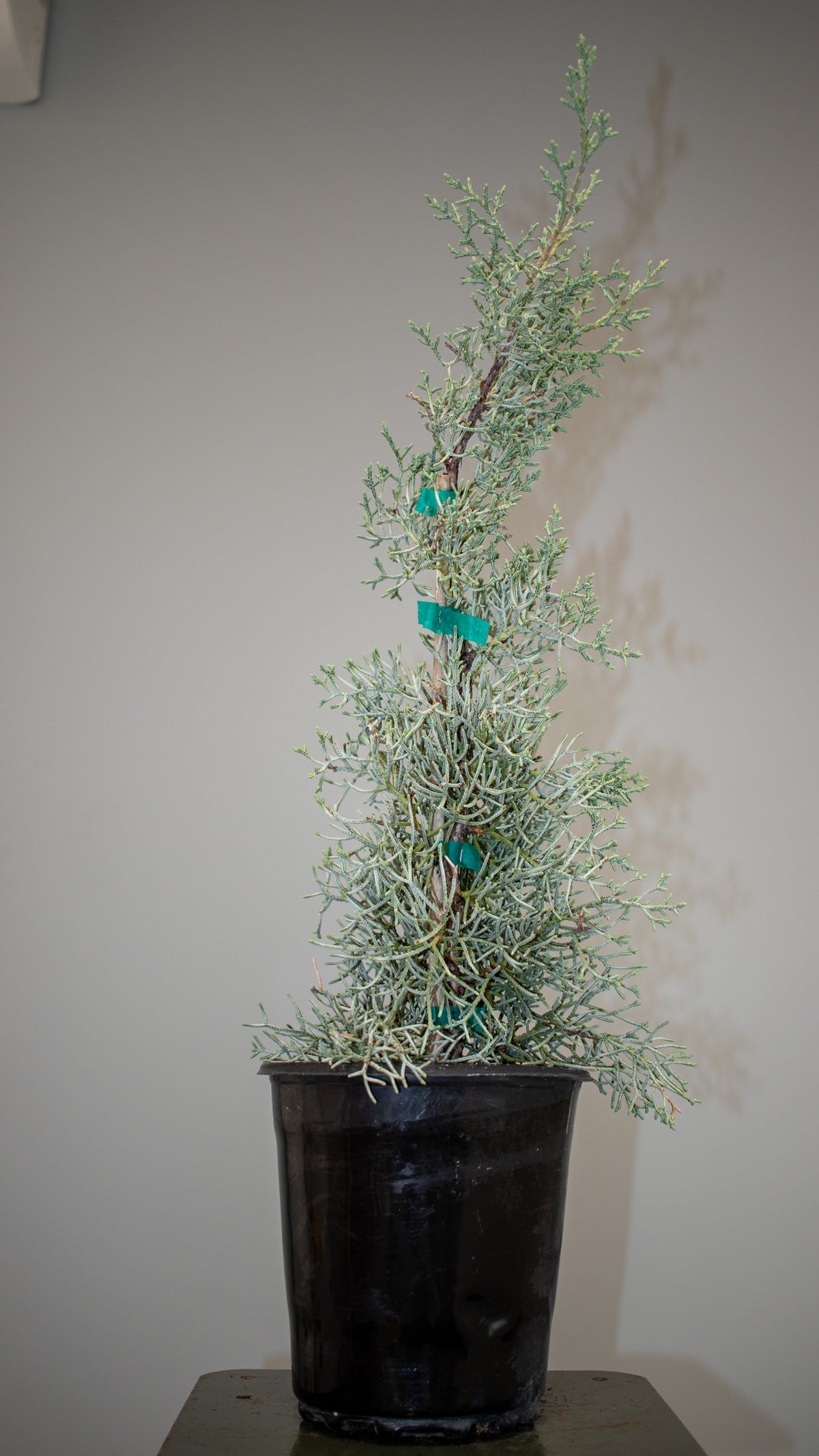 Arizona Cypress Silver Smoke