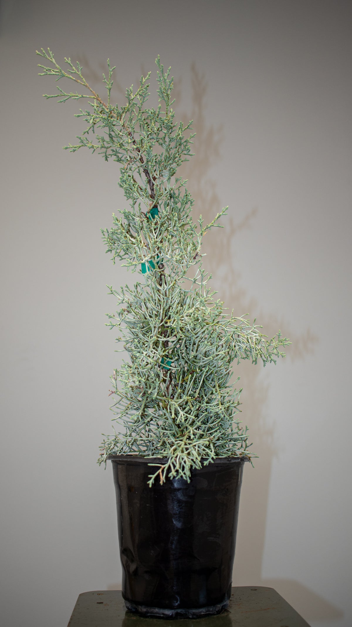 Arizona Cypress Silver Smoke