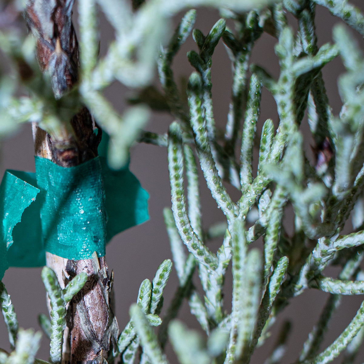 Arizona Cypress Silver Smoke