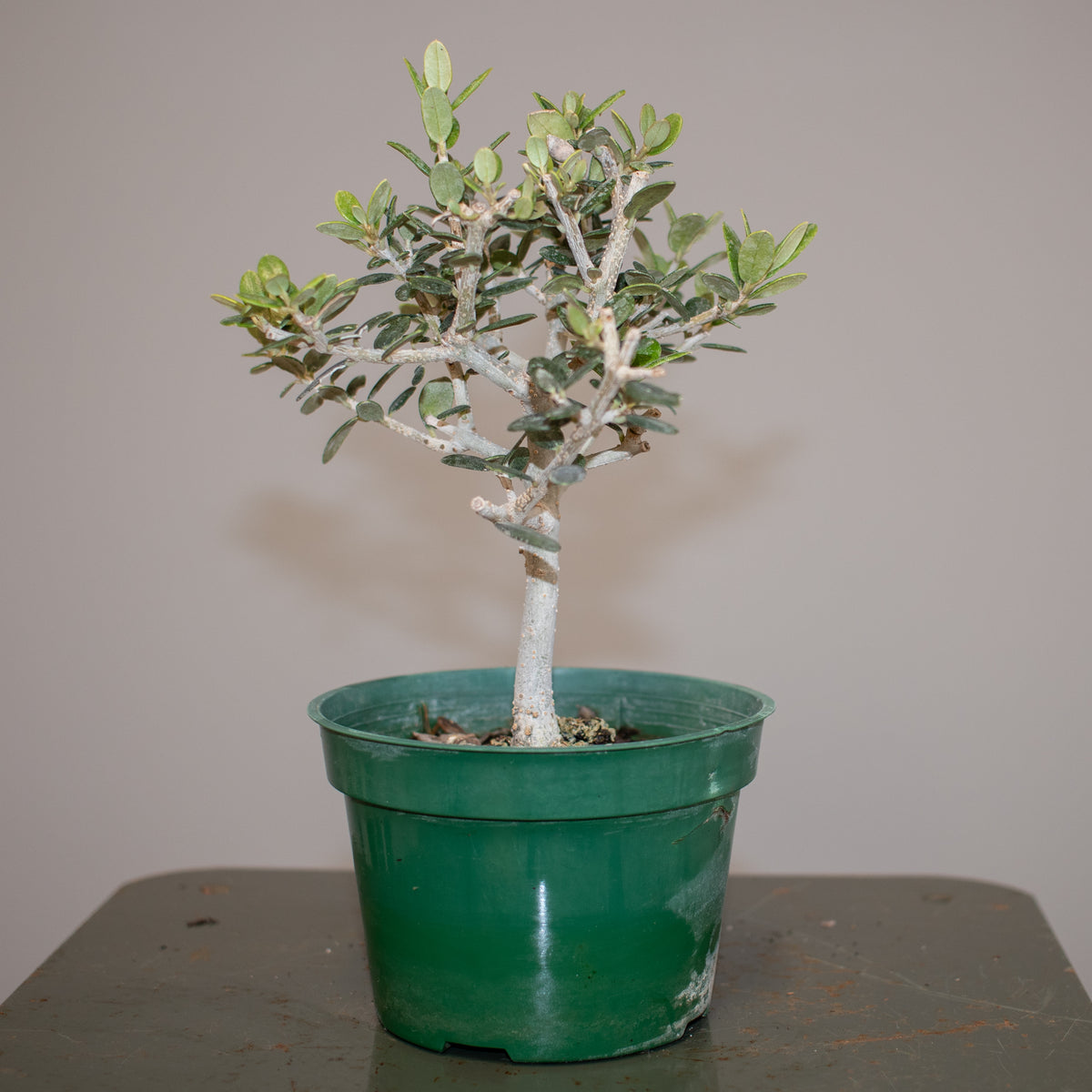 European Olive