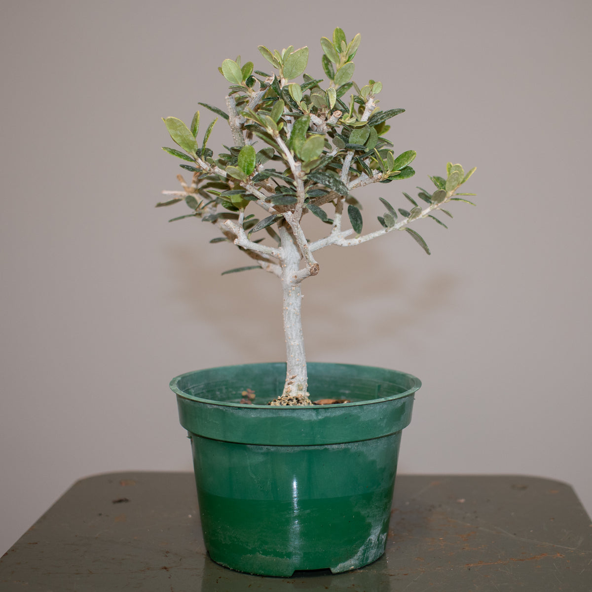 European Olive