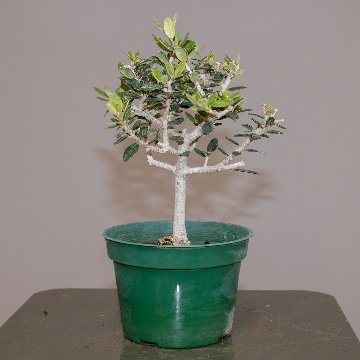 European Olive
