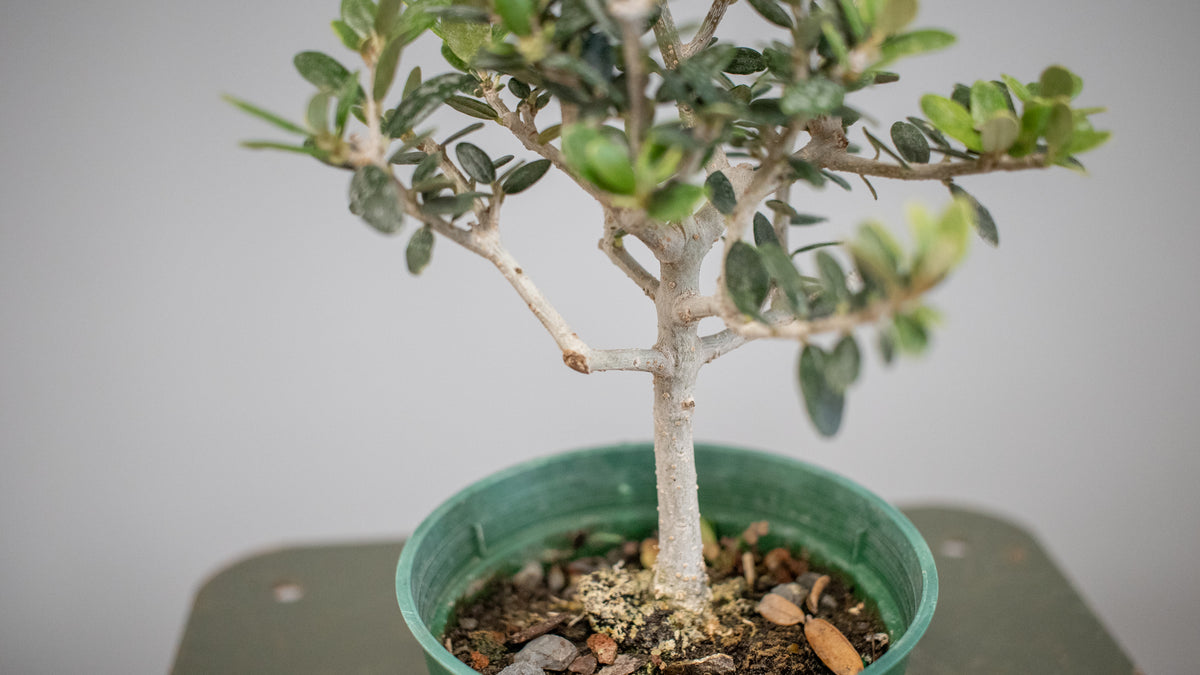 European Olive