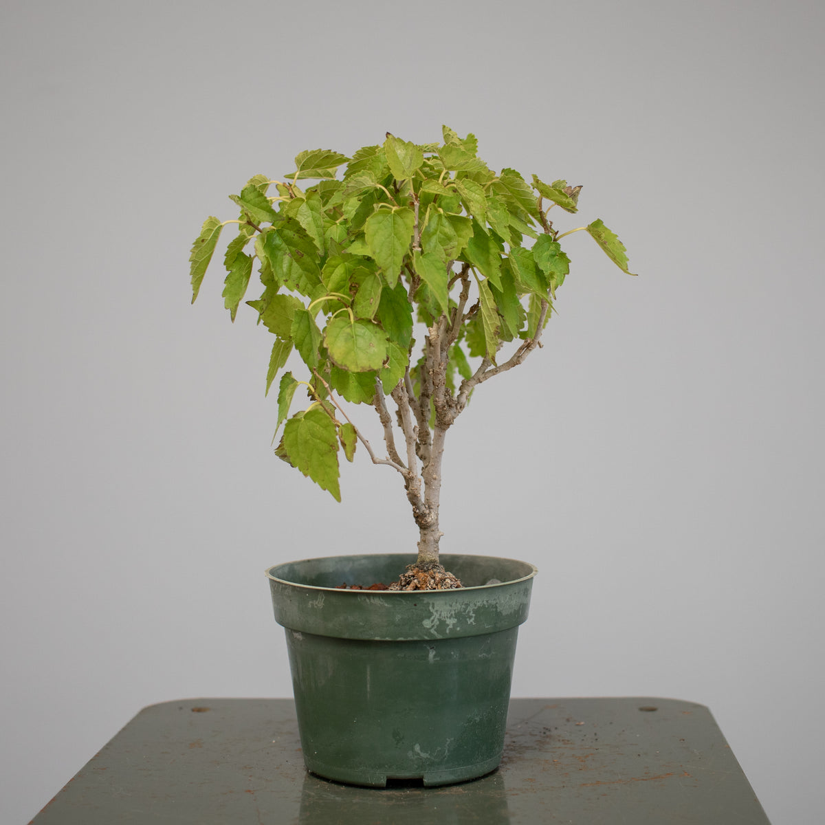 Mulberry