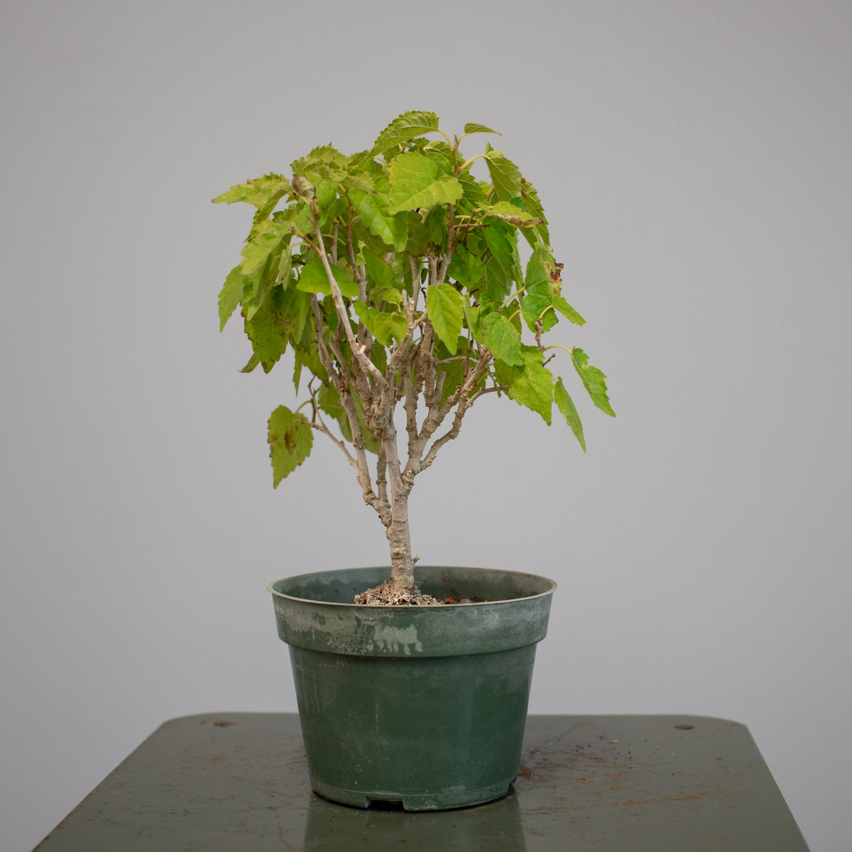 Mulberry