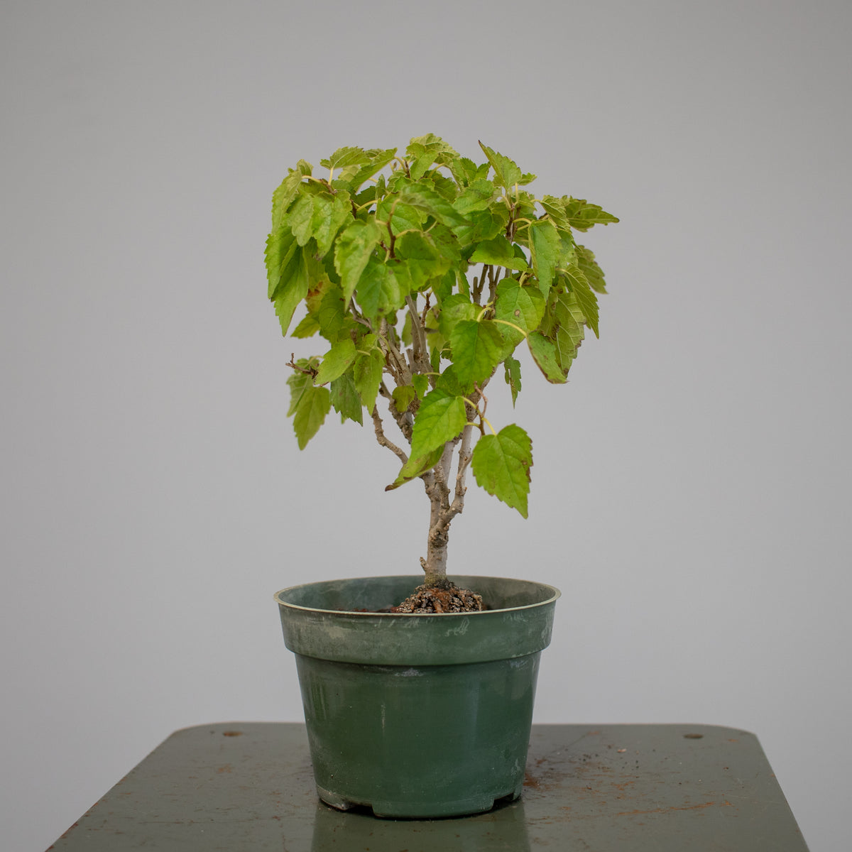 Mulberry