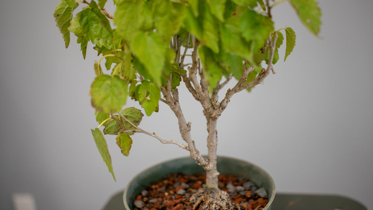 Mulberry