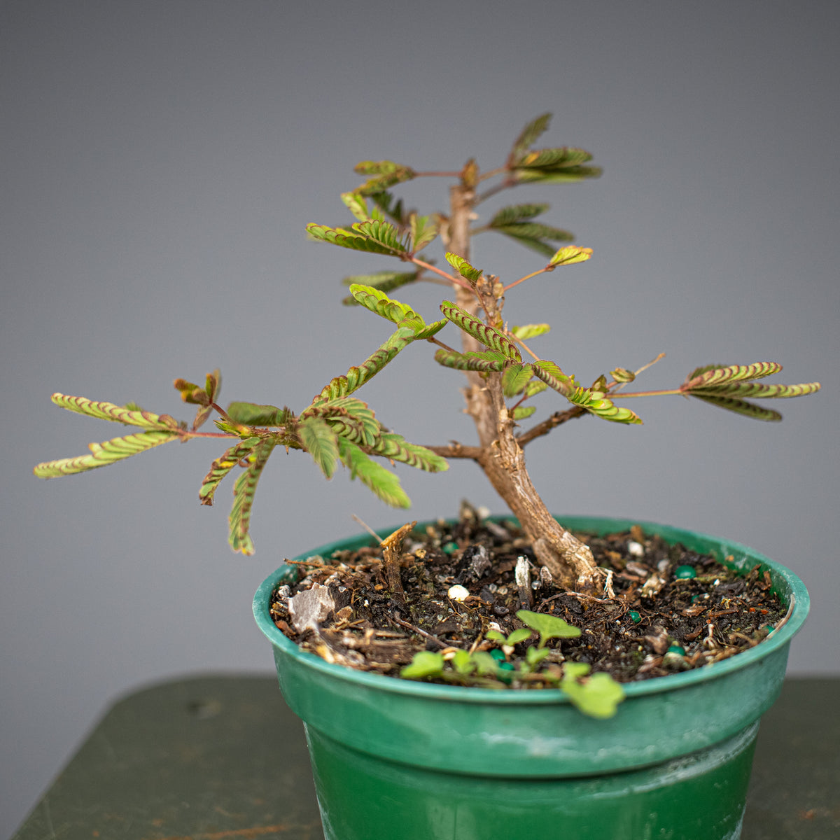 Mimosa (Sensitive Plant)