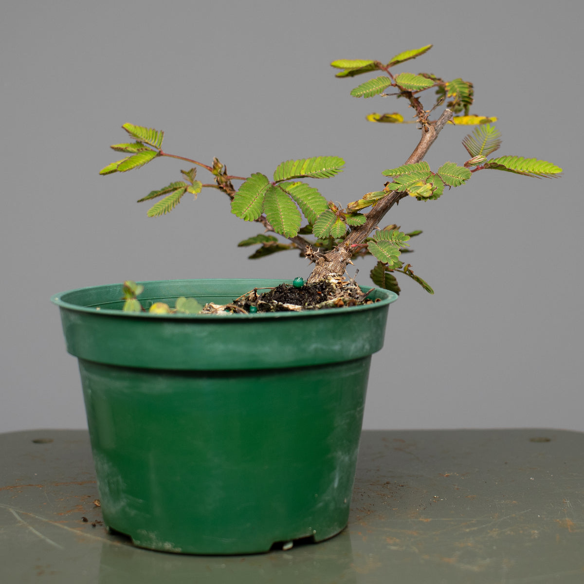 Mimosa (Sensitive Plant)