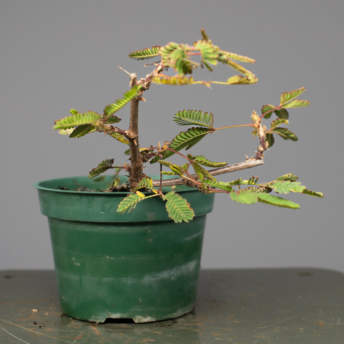 Mimosa (Sensitive Plant)
