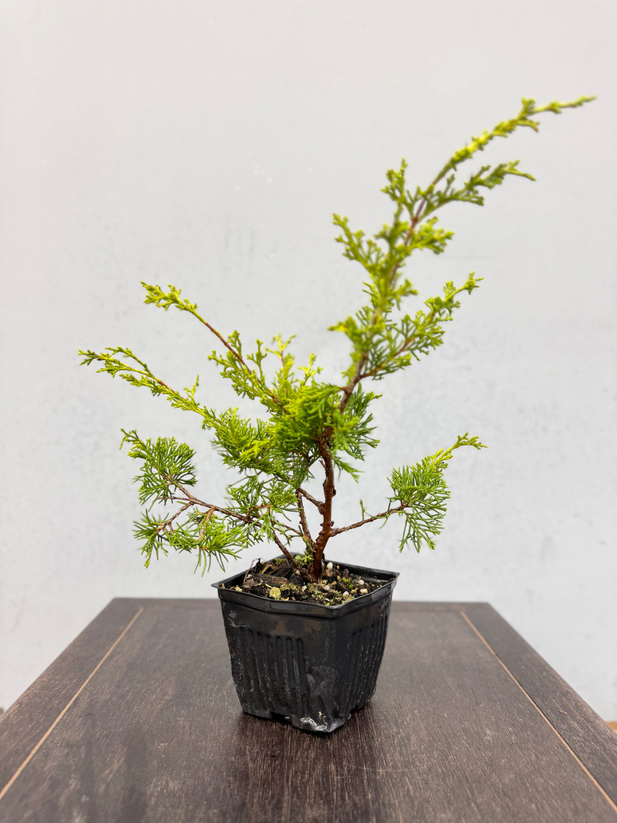 Shimpaku