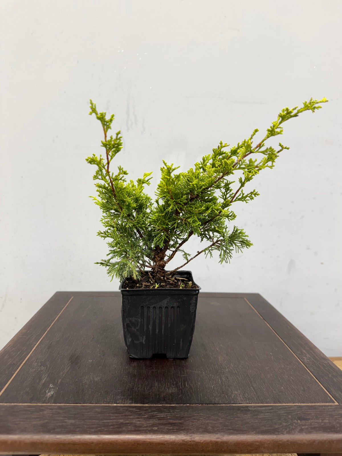 Shimpaku - 3 Tree Bundle