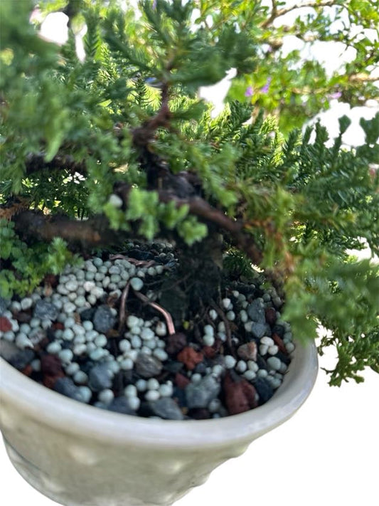 Juniper Procumbens Nana